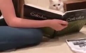 Cat Decided To Take Up A College Degree! - Animals - VIDEOTIME.COM