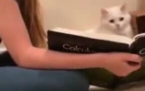 Cat Decided To Take Up A College Degree! - Animals - VIDEOTIME.COM