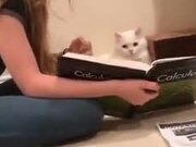 Cat Decided To Take Up A College Degree! - Animals - Y8.COM