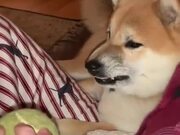 Doge Really Hates The Tennis Ball! - Animals - Y8.COM