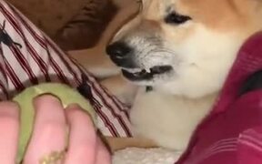 Doge Really Hates The Tennis Ball!