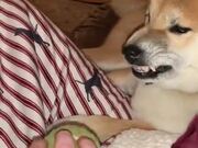 Doge Really Hates The Tennis Ball! - Animals - Y8.COM