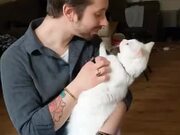 Cat Doesn't Appreciate Man's Advances! - Animals - Y8.COM