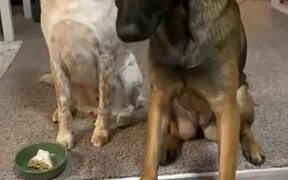 Dog Gets Really Sad After It's Cake Gets Stolen!