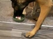 Dog Gets Really Sad After It's Cake Gets Stolen! - Animals - Y8.COM