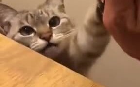Cute Catto Gives High 5! - Animals - VIDEOTIME.COM