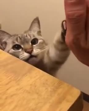 Cute Catto Gives High 5!