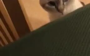 Cute Catto Gives High 5! - Animals - VIDEOTIME.COM