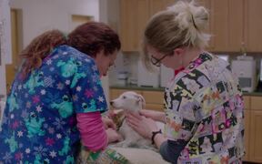 The Dog Doc Trailer - Movie trailer - VIDEOTIME.COM