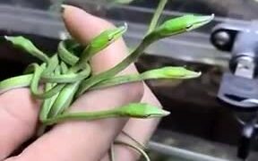 So Many Cute Vine Snake Hatchlings! - Animals - VIDEOTIME.COM