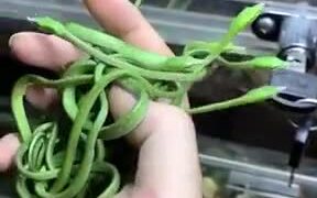 So Many Cute Vine Snake Hatchlings! - Animals - VIDEOTIME.COM