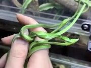 So Many Cute Vine Snake Hatchlings!