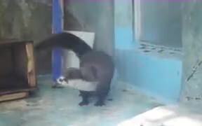 This Otter’s Really Feeling The Beat! - Animals - VIDEOTIME.COM