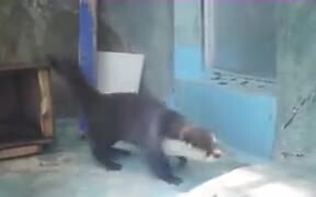 This Otter’s Really Feeling The Beat!