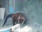 This Otter’s Really Feeling The Beat!