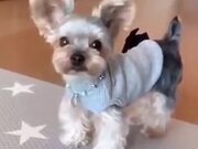 This Yorkshire Terrier Is All About It’s Ears!