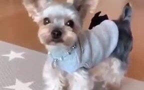 This Yorkshire Terrier Is All About It’s Ears! - Animals - VIDEOTIME.COM