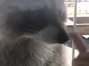 Booping A Raccoon’s Nose!