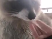 Booping A Raccoon’s Nose!