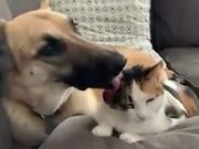 Cat Gets Amazing Clean Up From Dog!