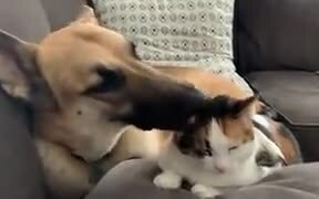 Cat Gets Amazing Clean Up From Dog! - Animals - VIDEOTIME.COM
