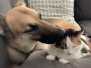Cat Gets Amazing Clean Up From Dog!