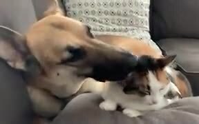 Cat Gets Amazing Clean Up From Dog! - Animals - VIDEOTIME.COM