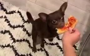 Doggo Really Wants The Pizza! - Animals - VIDEOTIME.COM