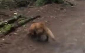 Hence Proven, Dogs Love Getting Dirty! - Animals - VIDEOTIME.COM
