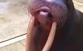 A Walrus That Learned How To Whistle! - Animals - VIDEOTIME.COM