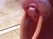 A Walrus That Learned How To Whistle!