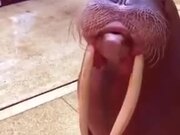 A Walrus That Learned How To Whistle!