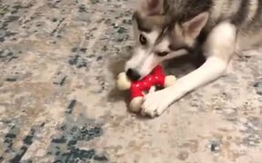 No One Steals This Doggo's Toys, NO ONE - Animals - VIDEOTIME.COM