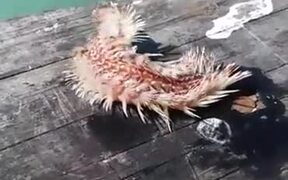 Creatures Of The Sea Can Be Weird And Scary