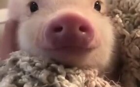 Cutest Little Piglet Ever! - Animals - VIDEOTIME.COM
