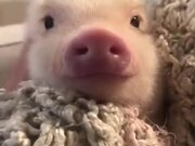 Cutest Little Piglet Ever!