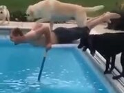Dog And Guy Jumping Into The Pool!