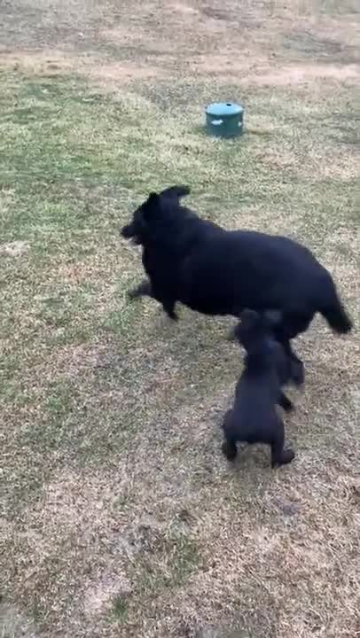 So Cute! Small Puppy And Dog Play Together!
