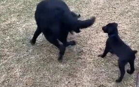 So Cute! Small Puppy And Dog Play Together! - Animals - Videotime.com