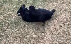 So Cute! Small Puppy And Dog Play Together!