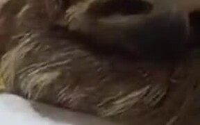Yep, Sloths Are Pretty  Cute! - Animals - VIDEOTIME.COM