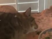 Cat Goes Into Lizard's Tank And Does It's Thing
