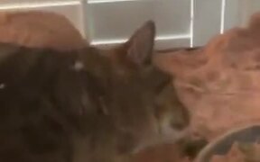 Cat Goes Into Lizard's Tank And Does It's Thing - Animals - VIDEOTIME.COM