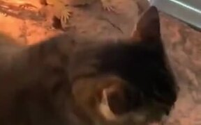 Cat Goes Into Lizard's Tank And Does It's Thing - Animals - VIDEOTIME.COM