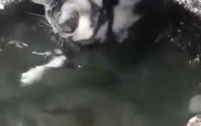 Cat's Failed Attempts At Catching Fish! - Animals - VIDEOTIME.COM