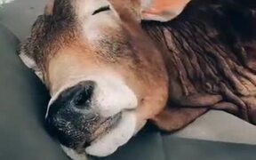 Happy Cow Taking A Little Nap! - Animals - VIDEOTIME.COM