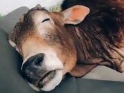 Happy Cow Taking A Little Nap!