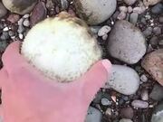 Guy Rescues A Puffer Fish!