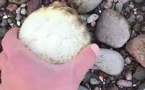 Guy Rescues A Puffer Fish! - Animals - VIDEOTIME.COM