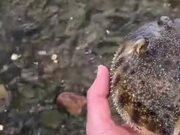 Guy Rescues A Puffer Fish!